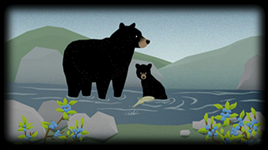 vignette d’une vidéo Attention : ours sur l’hibernation des ours