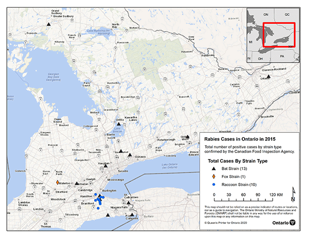 A map of Ontario depicting the locations of the 24 confirmed cases of rabies in the province in 2015. Locations and cases include: bat strain (13) – Durham, Simcoe, Sudbury, Ottawa-Carleton, Hamilton, York, Waterloo, Hamilton, Haldimand-Norfolk, Hastings, Niagara, and Peel counties; raccoon strain (10): Hamilton and Haldimand counties; fox strain confirmed in a cow (1): Perth County.