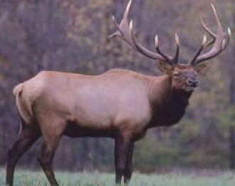 American elk