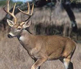 white-tailed deer