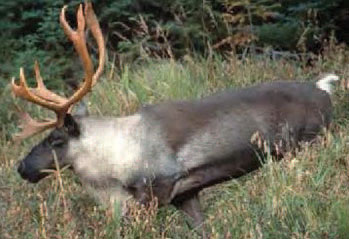 un caribou des bois