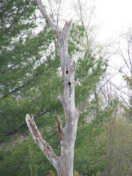 Photo d’un arbre mort sur pied comportant des cavités creusées par les oiseaux. On appelle ces arbres morts des « chicots »; ils forment un habitat pour les espèces sauvages.