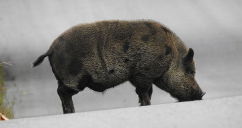 A medium-sized, dark brown, spotted, pot-bellied pig walking in the middle of a road – photo taken in southern Ontario.