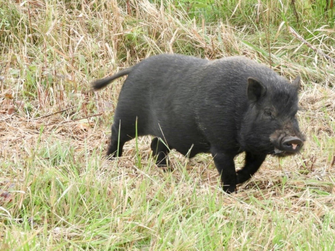 Photograph of a black, feral pot-bellied pig in a field.