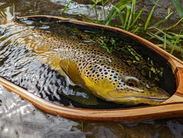 Front cover of the 2023 Fishing Regulations Summary with an image of a Brown Trout in a wooden net