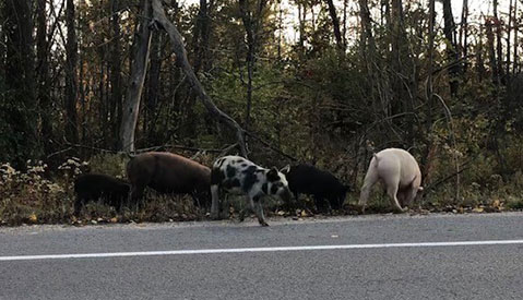Cinq cochons sauvages (sangliers) de couleurs variées et aux caractéristiques de cochons d’élevage sur le bord d’une route – photo prise dans le Sud de l’Ontario.