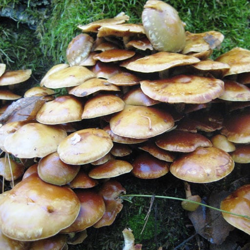 Honey mushrooms associated with armillaria root rot.