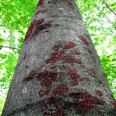 Stem of large beech tree with beech bark disease.