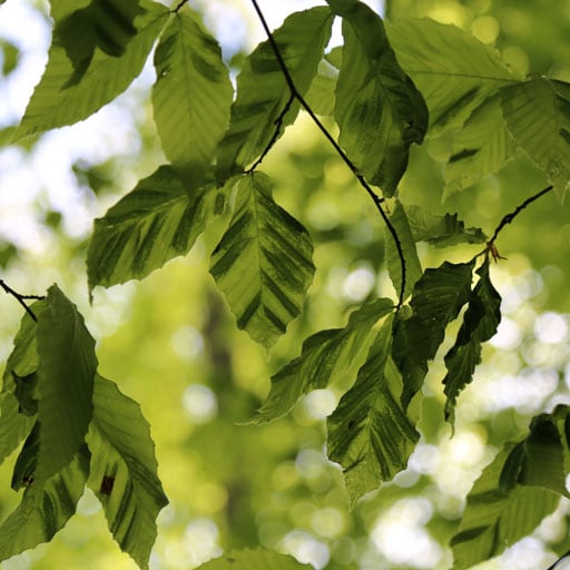 Beech leaves showing dark striping caused by beech leaf disease.