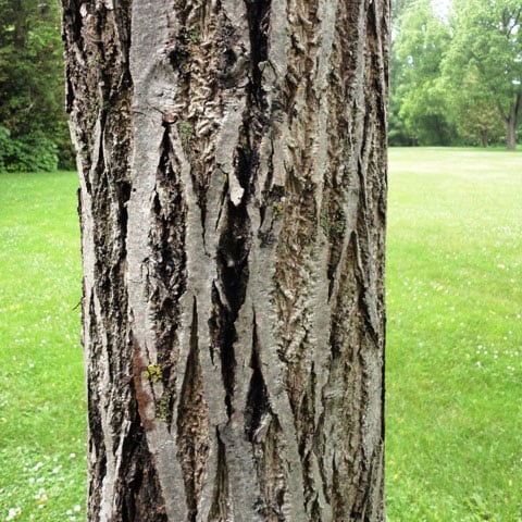 Stem of butternut tree showing canker damage.