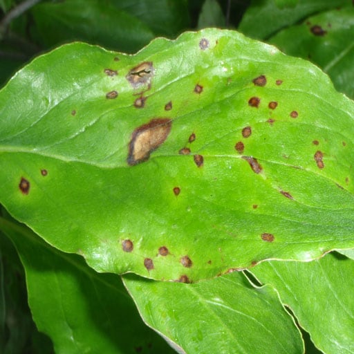 Dogwood leaves with brown spots caused by anthracnose disease.