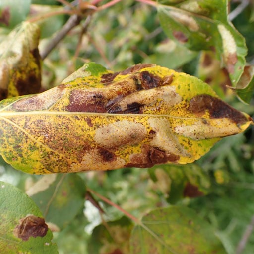Birch leaves turning yellow and brown from septoria fungus.