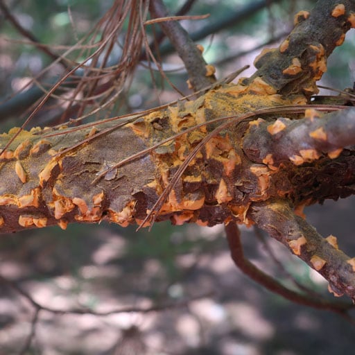 Fungal fruiting bodies of white pine blister rust on pine branch.