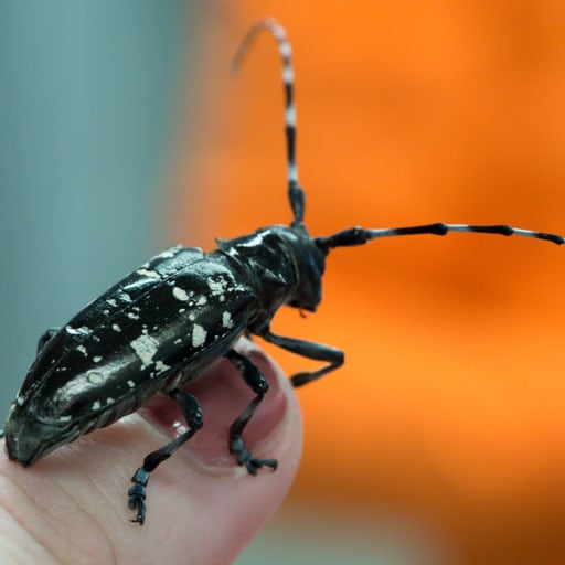 Grand coléoptère noir avec des taches blanches sur le dos et de longues antennes noires et blanches.