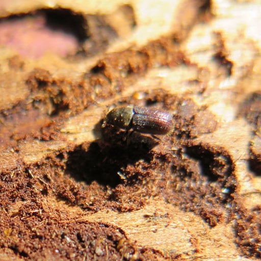 Dark brown beetle on larch stem.