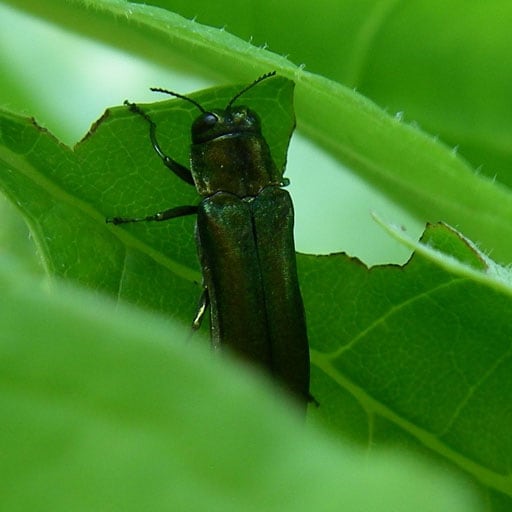 Large shiny green beetle on ash leaf.