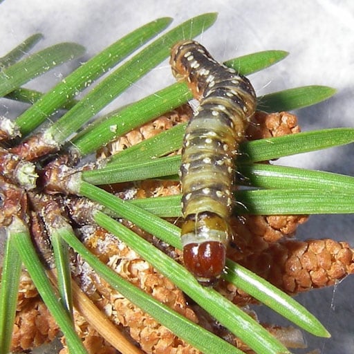 Light brown caterpillar with white spots on pine needles.