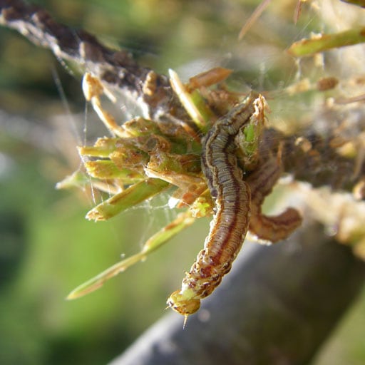 Light brown and white striped caterpillar feeding on pine needles.