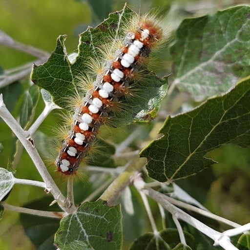 Hairy brown caterpillar with white spots down it’s back on leaves.
