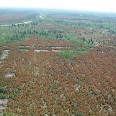 Vue aérienne d’une plantation forestière dont les arbres ont bruni.