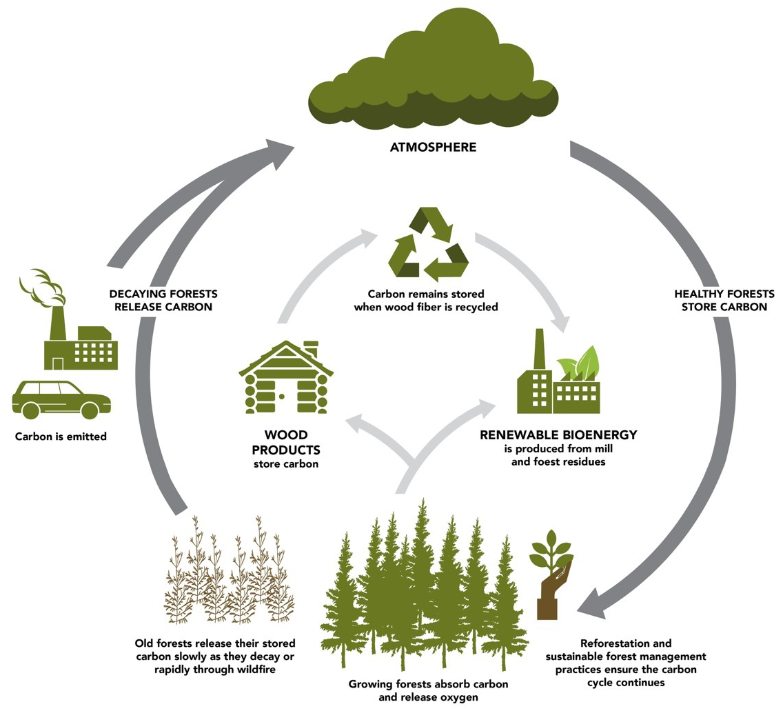 Recycle forests. Forest Carbon Cycle. Биоэнергия схема. Sustainable Forests. SFI sustainable Forestry initiative.