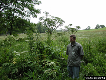 The image shows Giant Hogweed, a plant that looks similar to Wild Parsnip, but is much taller. In the image, it is towering over an adult man.