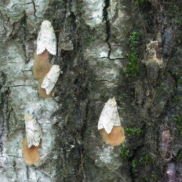 Gypsy moth adults laying eggs