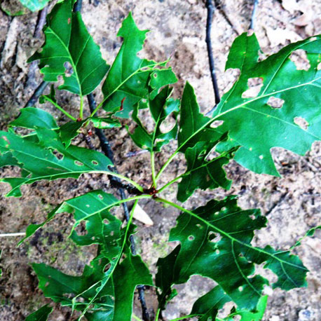 Gypsy moth defoliation