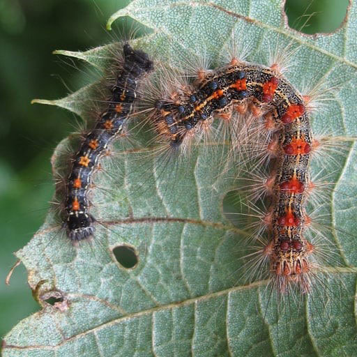 Deux chenilles foncées et poilues, avec des taches bleues à l’avant et des taches rouges à l’arrière, en train de manger une feuille.