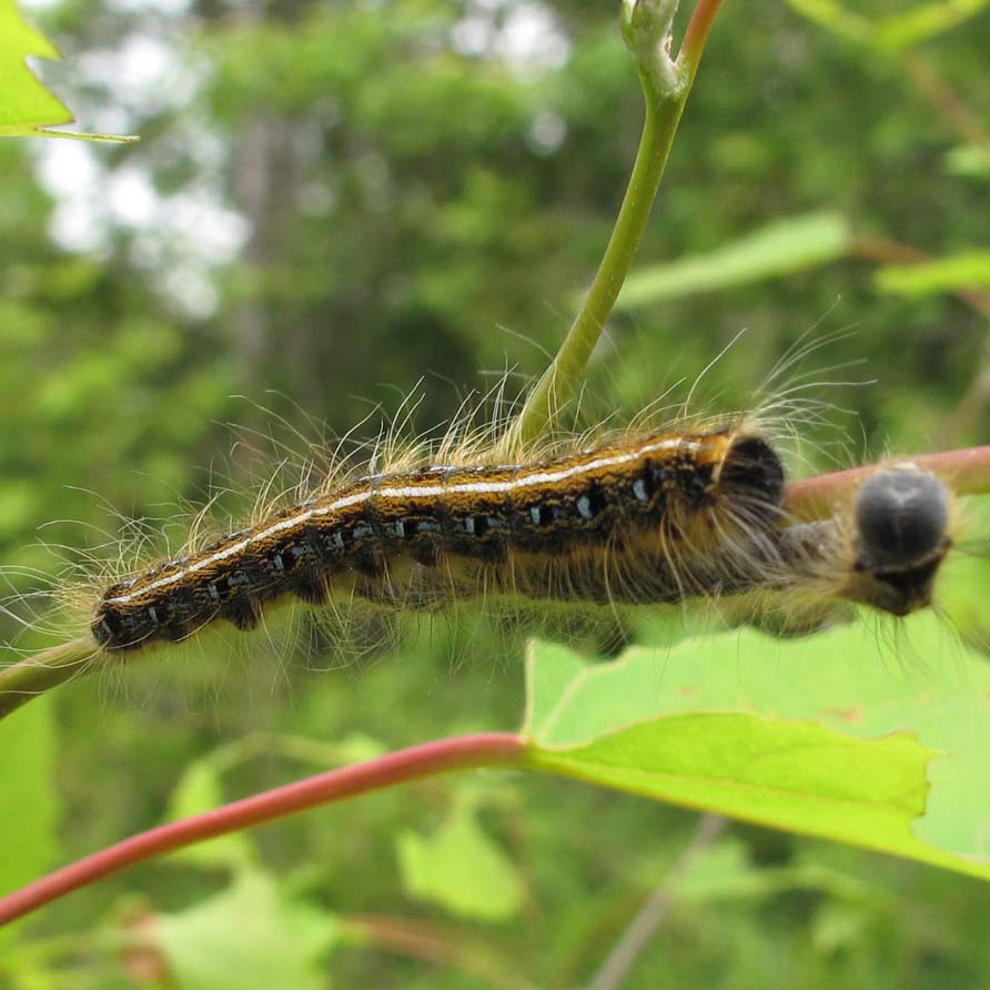 tent caterpillar larvae on branch