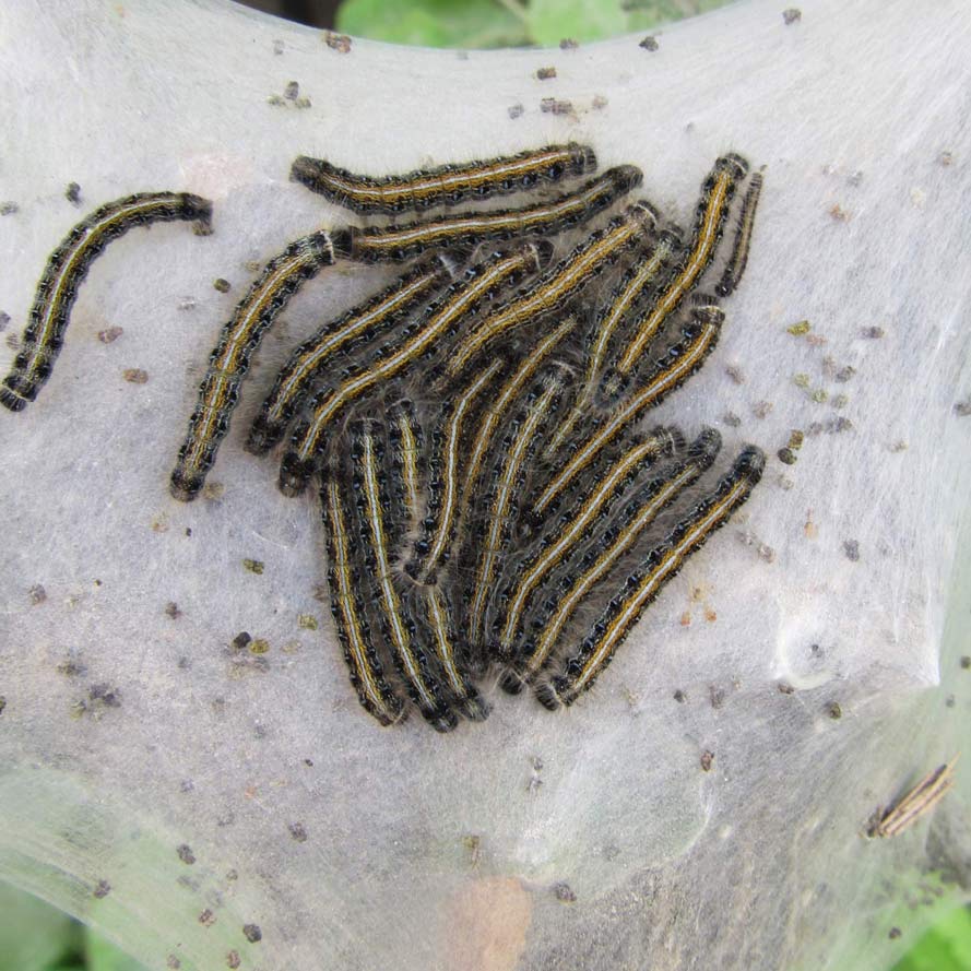 group of tent caterpillar larvae on nest