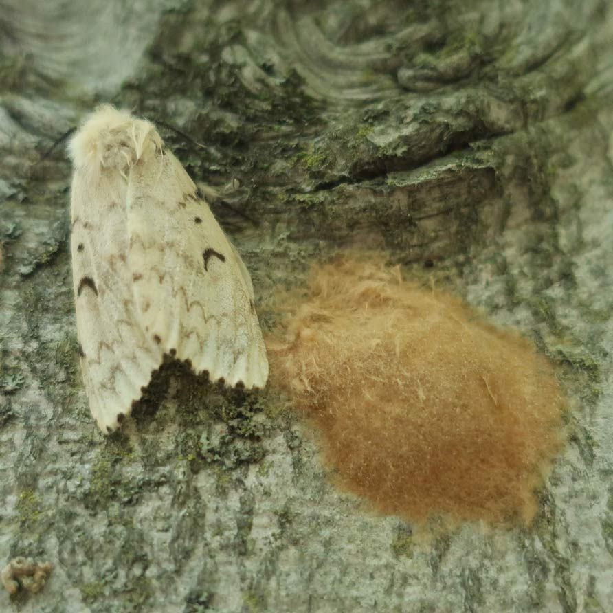 papillon de nuit de la Lymantria dispar dispar moth et masse d'oeufs bruns sur l'arbre