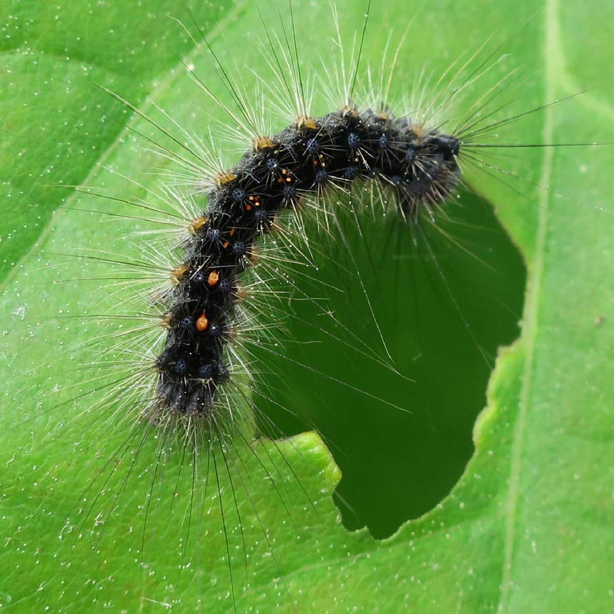 Lymantria dispar dispar moth caterpillar on a leaf