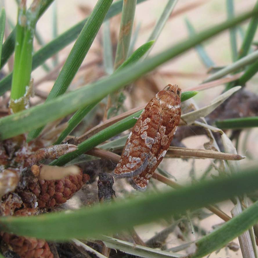 jack pine budworm moth on a branch
