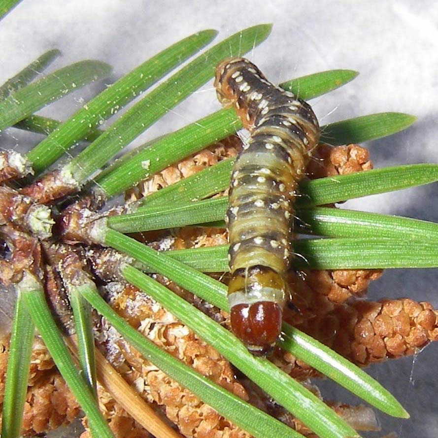 jack pine budworm caterpillar on tree needles