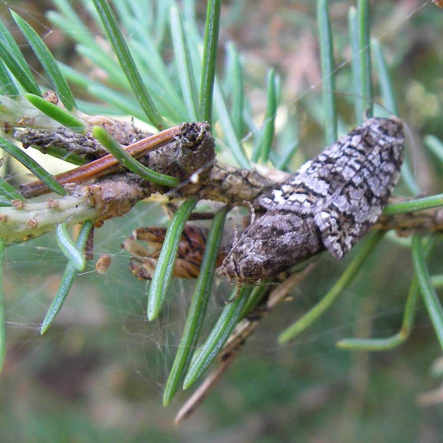 spruce budworm moth on branch amongst tree needles