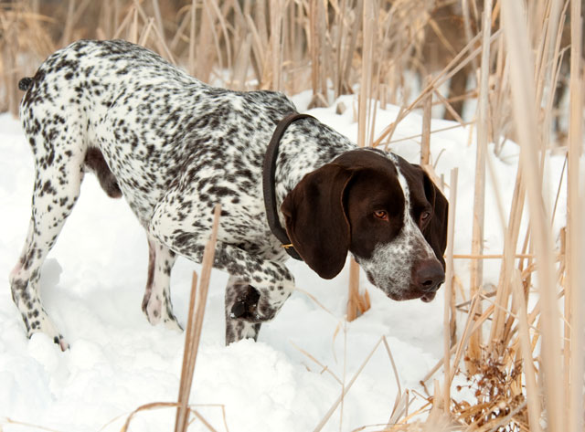image of a dog in the snow