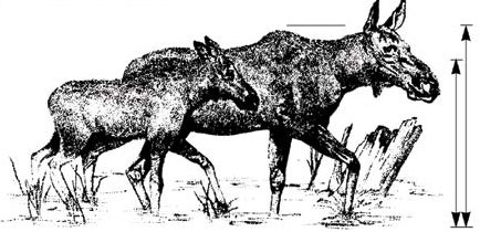 black and white diagram comparing moose cow and moose calf.