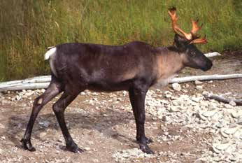 woodland caribou