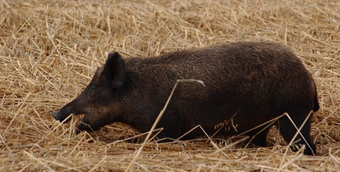 Cochon sauvage (sanglier) dans une prairie de fauche – photo prise en Saskatchewan.