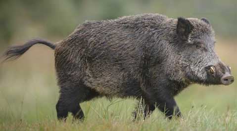 Large invasive wild pig (boar) with tusks walking in a field.