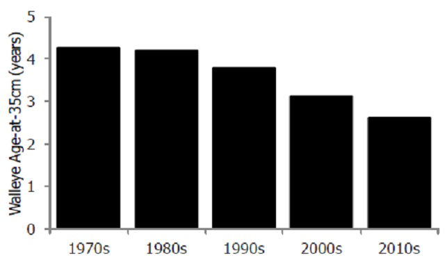 vertical bar graph showing Walleye age at maturity