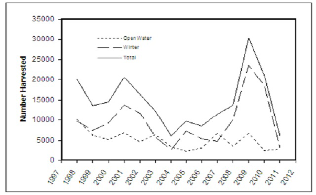 Graph of northern pike in Lake Nipissing from 1998-2011 represented by three black lines of dashes.