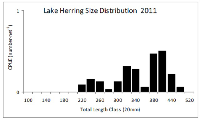 Bar graph showing 2011 Lake Nipissing Lake Herring size distribution