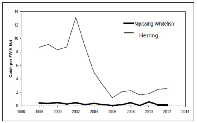 Graph showing relative abundance of lake whitefish and herring in Lake Nipissing.