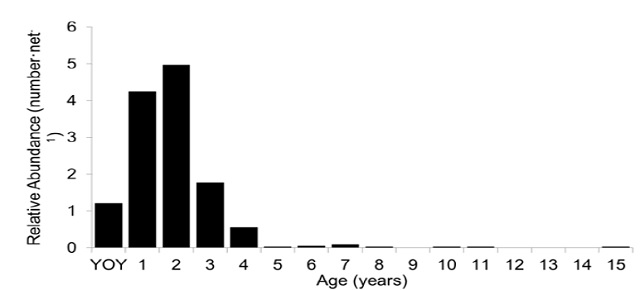 vertical black and white bar graph of age class distribution of walleye in 2013