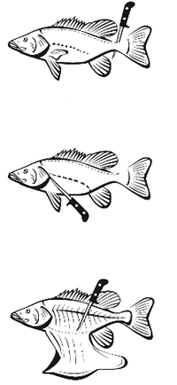 Image of fish being filleted in three steps