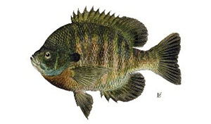 Image of bluegill