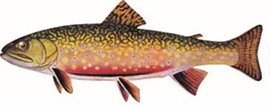 Image of brook trout