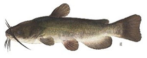 Image of brown bullhead